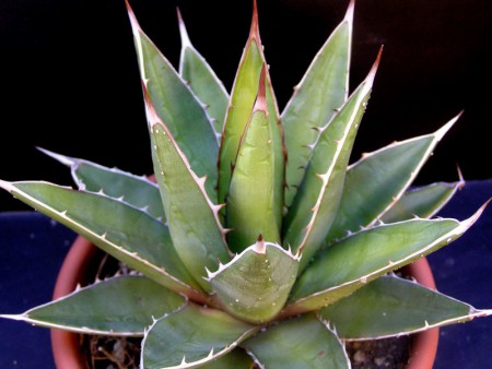 Agave kerchovei Lemaire, Illustr. Hort., 11: 64, 1864